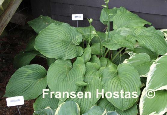 Hosta Wolcott